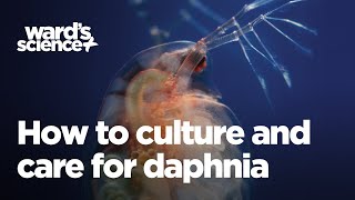 Caring and Culturing for Daphnia [upl. by Drexler400]