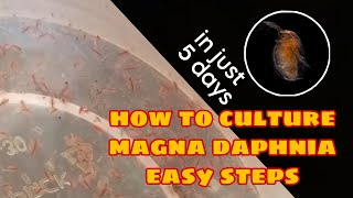 How to Culture Magna Daphnia Easily [upl. by Safir32]