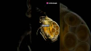 How to culture Daphnia for your Aquarium [upl. by Adnorhs]