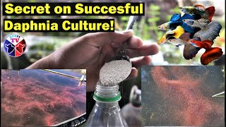 How to Culture Daphnia Successfully [upl. by Aramois]