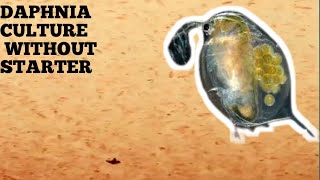 HOW TO CULTURE DAPHNIA NATURALLY WITHOUT A STARTER [upl. by Sherilyn]