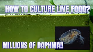 How to Culture Daphnia Secret Method to Breed MILLIONS  Simply Aquatic [upl. by Pirnot872]