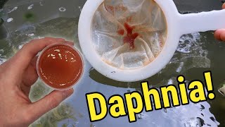 How I Culture Daphnia In Outdoor Tubs [upl. by Kasevich124]