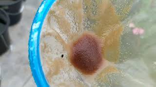 How to culture daphnia moina in a small container Part 1 English Subtitle [upl. by Anirehs]