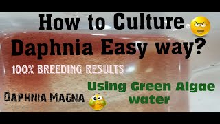 Daphnia MagnaHow to Culture Daphnia Easy wayCulturing Daphnia using Green water Daphnia [upl. by Latihs]