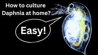 BEST Live Fish Food Beginner guide How to Culture Daphnia at home [upl. by Etnecniv]