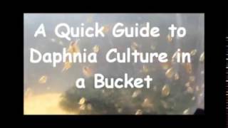 How to culture daphnia outside [upl. by Gelman419]