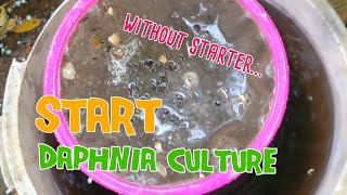 How to culture daphnia moina the easy way 1  Starting the Daphnia culture [upl. by Gianna488]