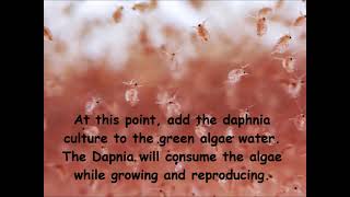 Daphnia  How to grow daphnia in your home [upl. by Nnarefinnej]