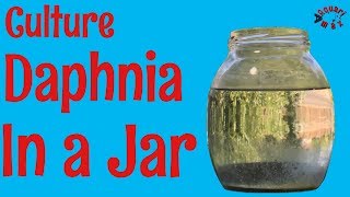 How to Culture Daphnia in a Jar [upl. by Schwitzer]