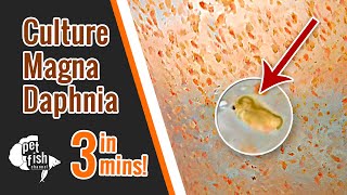 How to culture DAPHNIA MAGNA  The easy way [upl. by Paapanen]