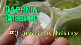 Daphnia Culture made simple and easy 3  Hatching Daphnia eggs [upl. by Grantland899]