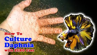 How to Culture Daphnia with ZERO Cost  Unlimited Live Food For Our Fish [upl. by Mateya]