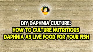 DIY Daphnia Culture How to Culture Nutritious Daphnia as Live Food for Your Fish [upl. by Ragucci]