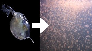 How I Culture Daphnia [upl. by Polloch]