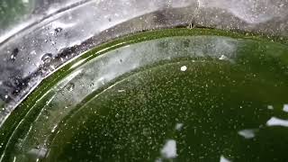 DAPHNIA MOINA CULTURE IN A SMALL BUCKET [upl. by Kemp727]