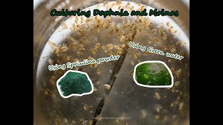 How To Culture Daphnia and Moinas using Green Water Spirulina powder [upl. by Arber]