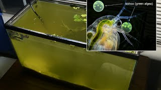 Raising Daphnia for the Freshwater Aquarium [upl. by Weaver]