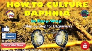 HOW TO CULTURE DAPHNIA In Easy Way [upl. by Lilias]